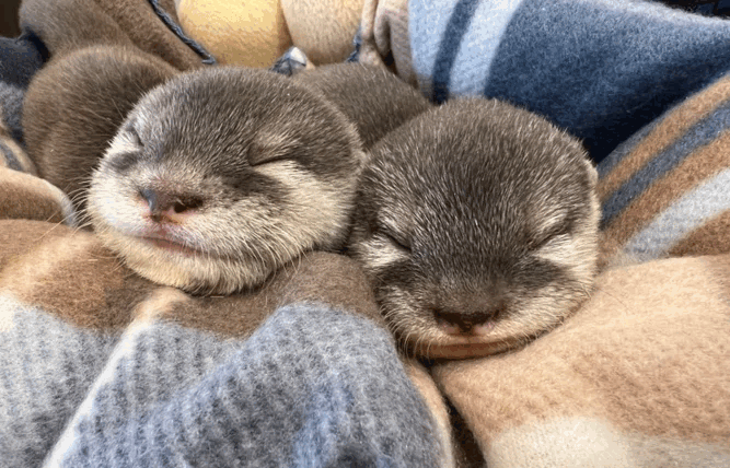 Otter Cafe