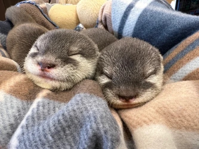 Otter Cafe