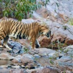 Tiger Safari Adventure