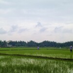Vietnamese Agriculture