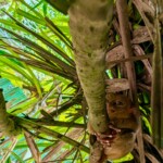 Bug-Eyed and Adorable: My Visit to the World’s Smallest Primate